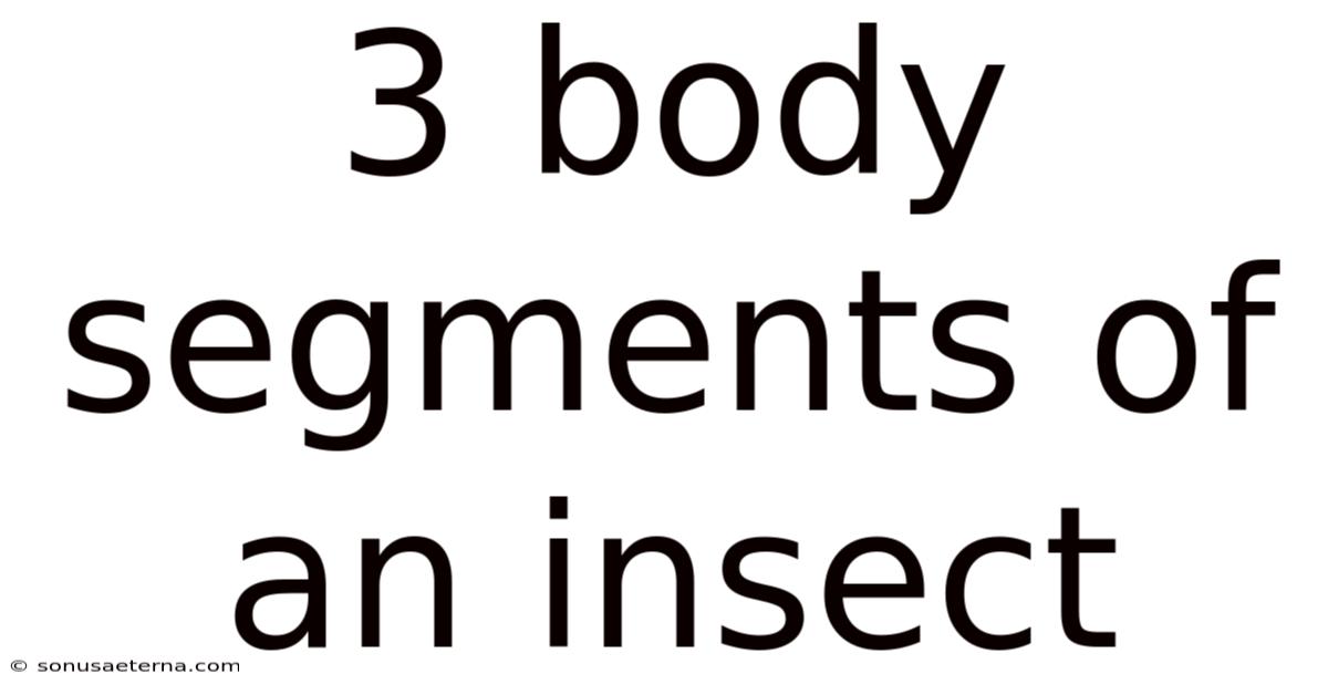 3 Body Segments Of An Insect