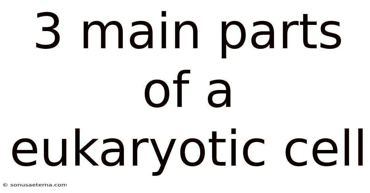 3 Main Parts Of A Eukaryotic Cell