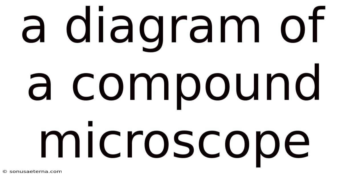 A Diagram Of A Compound Microscope