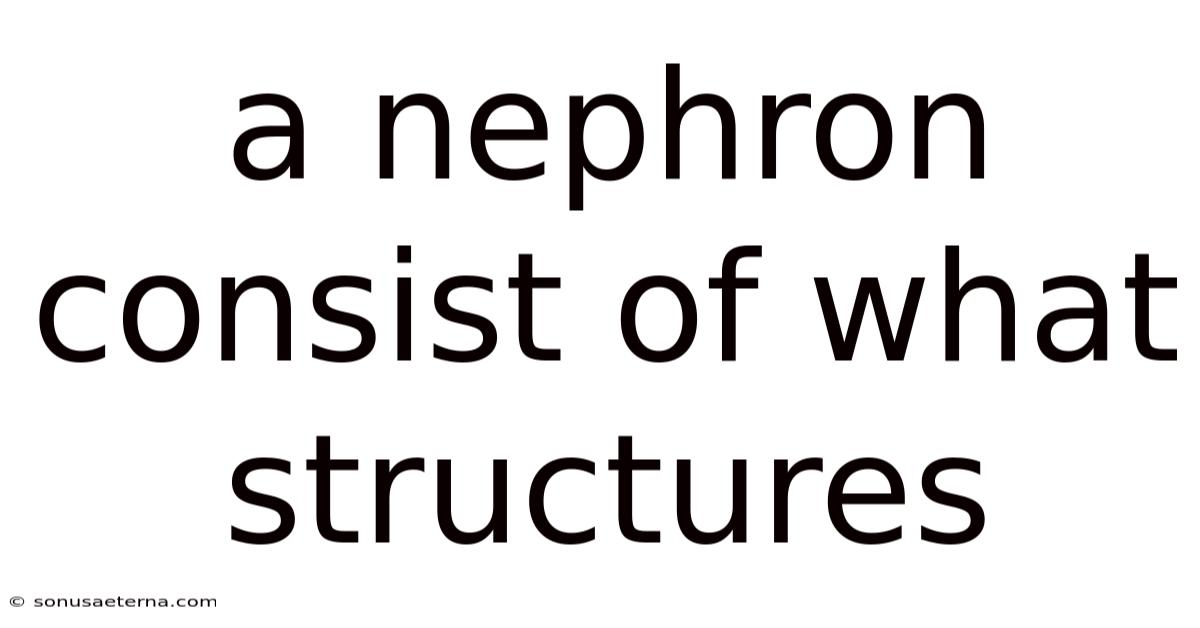 A Nephron Consist Of What Structures