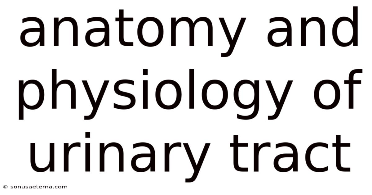 Anatomy And Physiology Of Urinary Tract