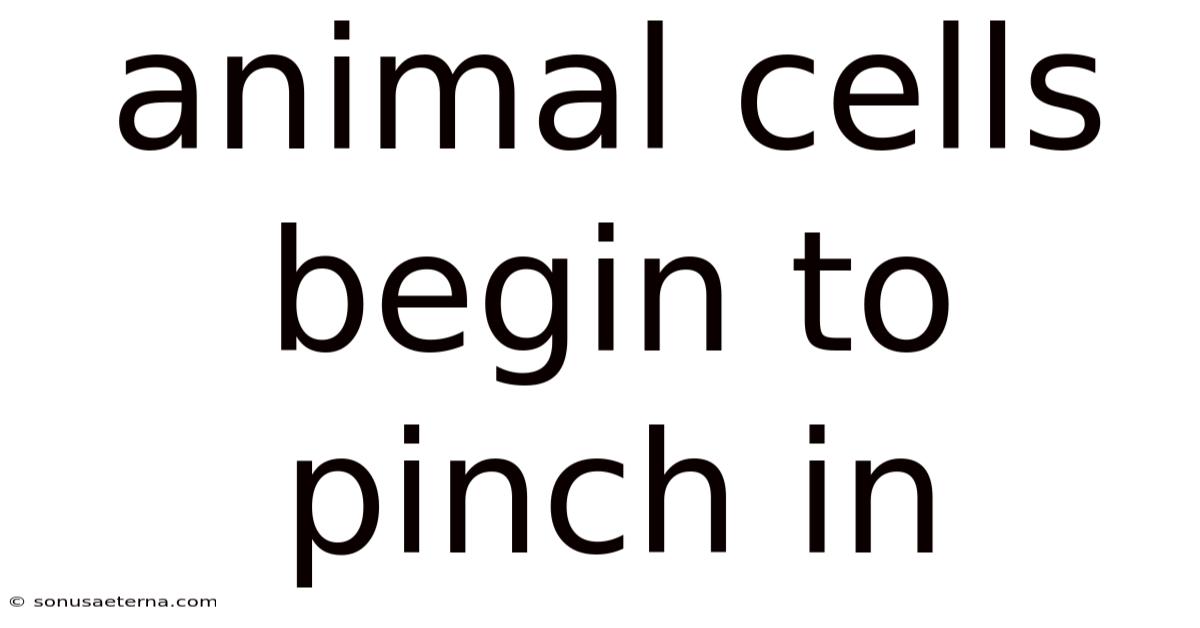 Animal Cells Begin To Pinch In