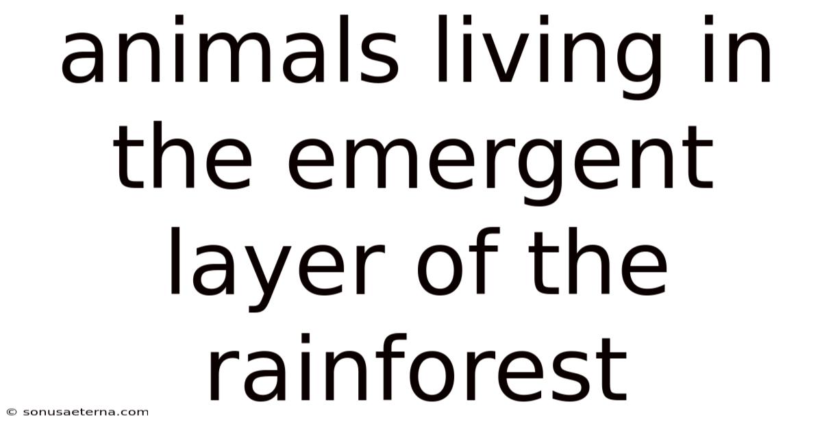 Animals Living In The Emergent Layer Of The Rainforest