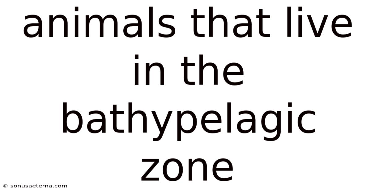 Animals That Live In The Bathypelagic Zone