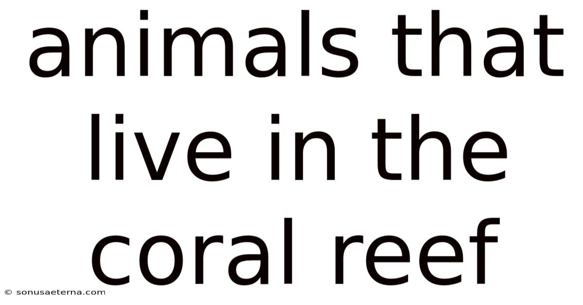 Animals That Live In The Coral Reef