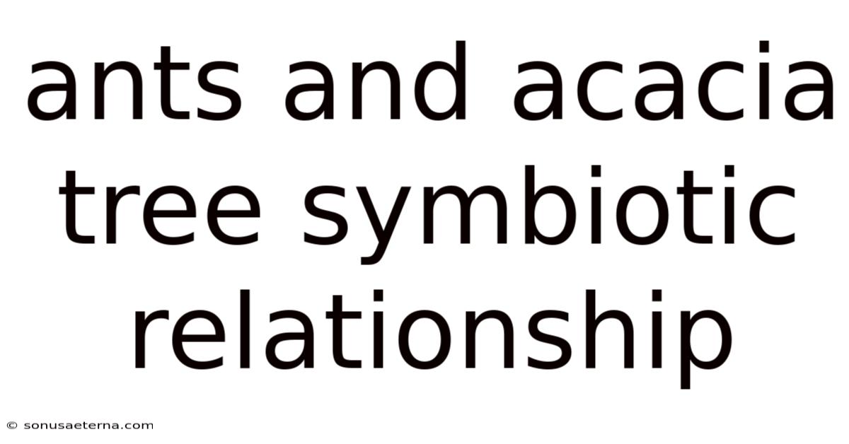 Ants And Acacia Tree Symbiotic Relationship