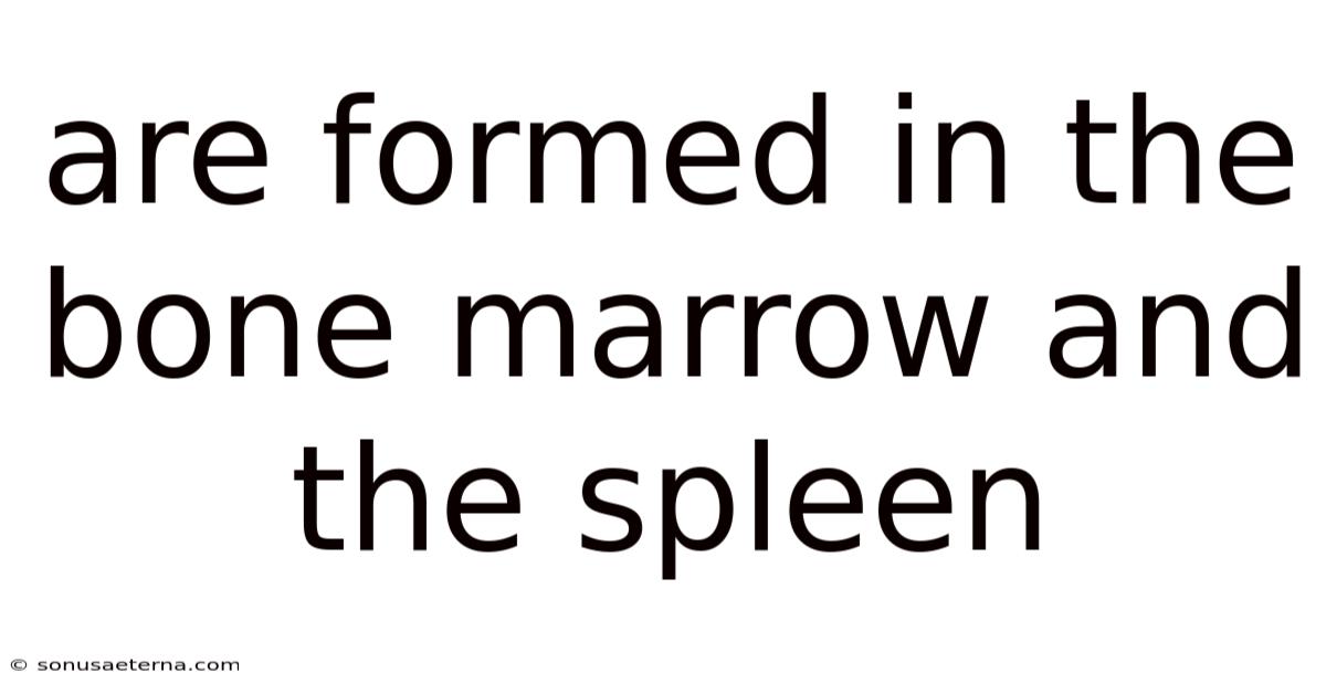 Are Formed In The Bone Marrow And The Spleen