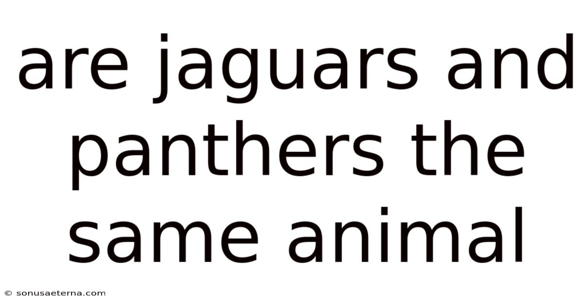 Are Jaguars And Panthers The Same Animal