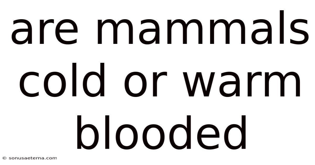 Are Mammals Cold Or Warm Blooded