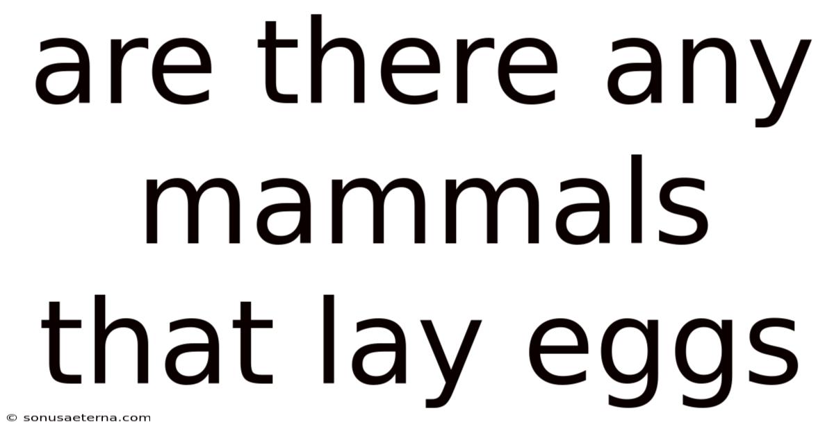Are There Any Mammals That Lay Eggs