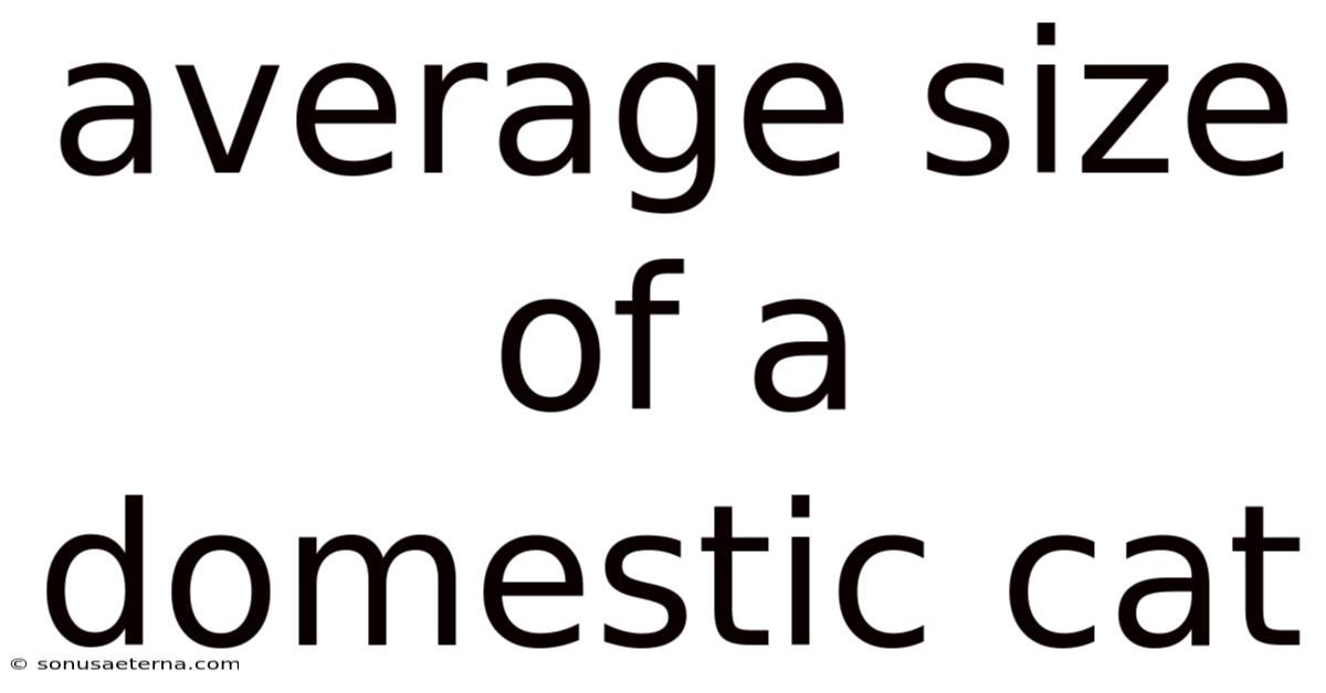 Average Size Of A Domestic Cat