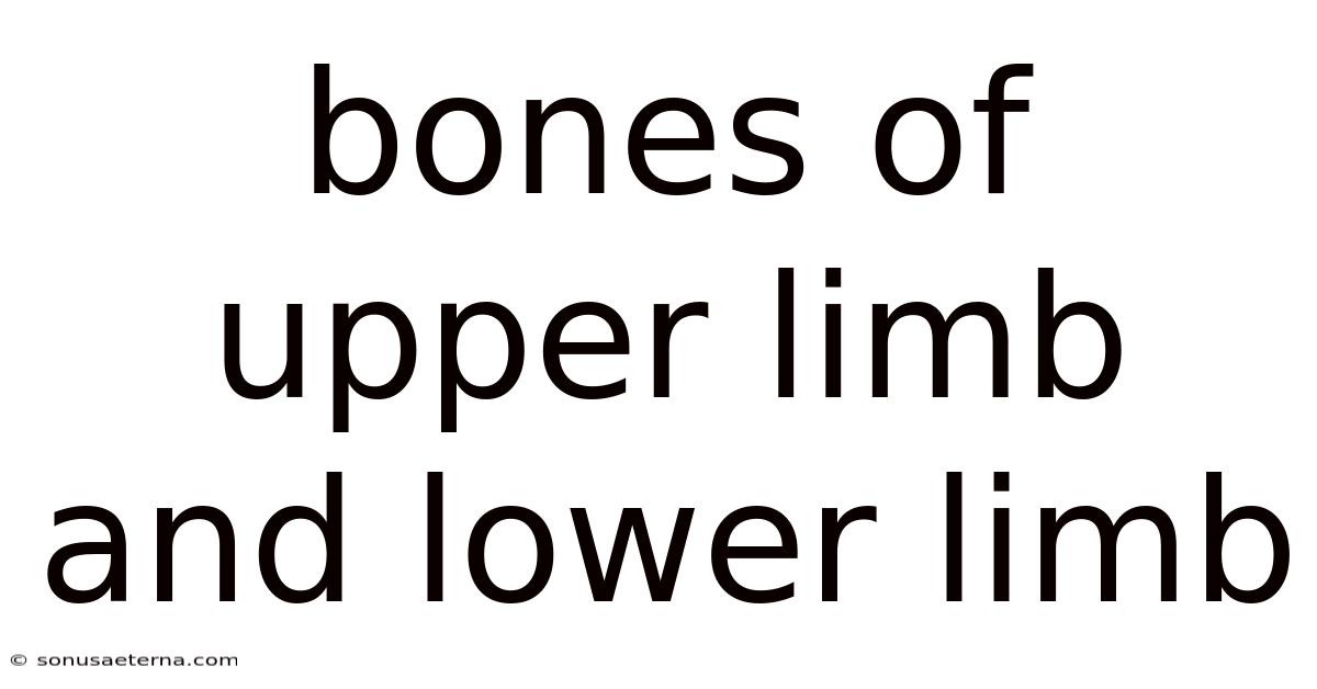 Bones Of Upper Limb And Lower Limb
