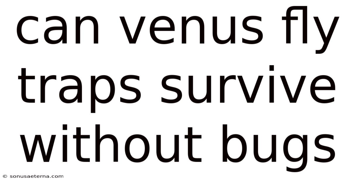 Can Venus Fly Traps Survive Without Bugs