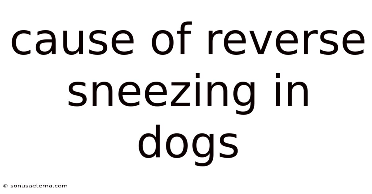 Cause Of Reverse Sneezing In Dogs