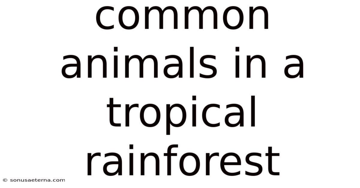 Common Animals In A Tropical Rainforest
