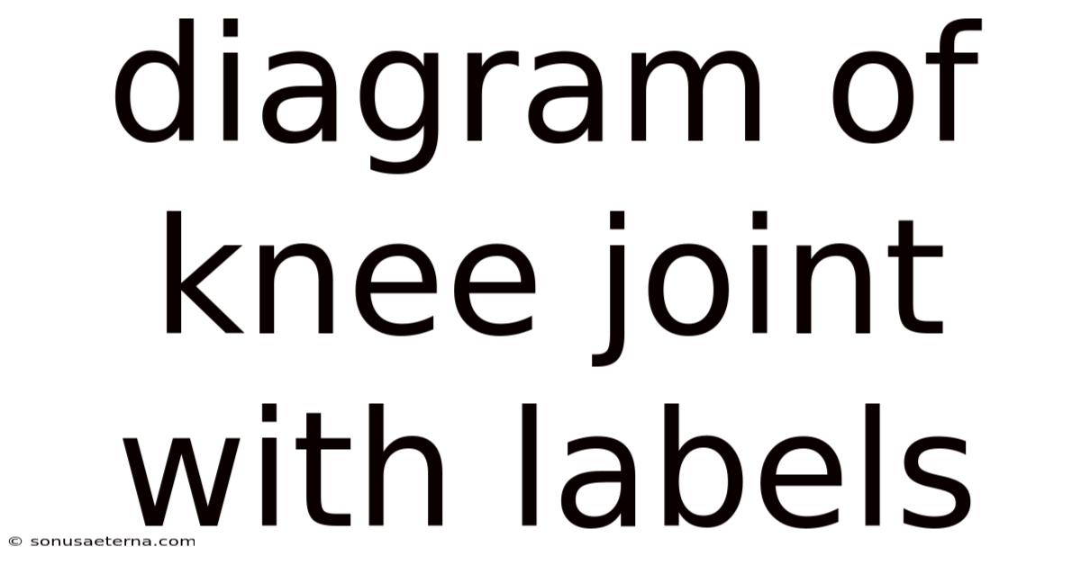 Diagram Of Knee Joint With Labels