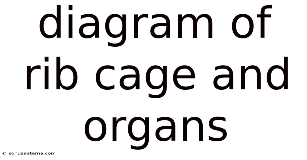 Diagram Of Rib Cage And Organs