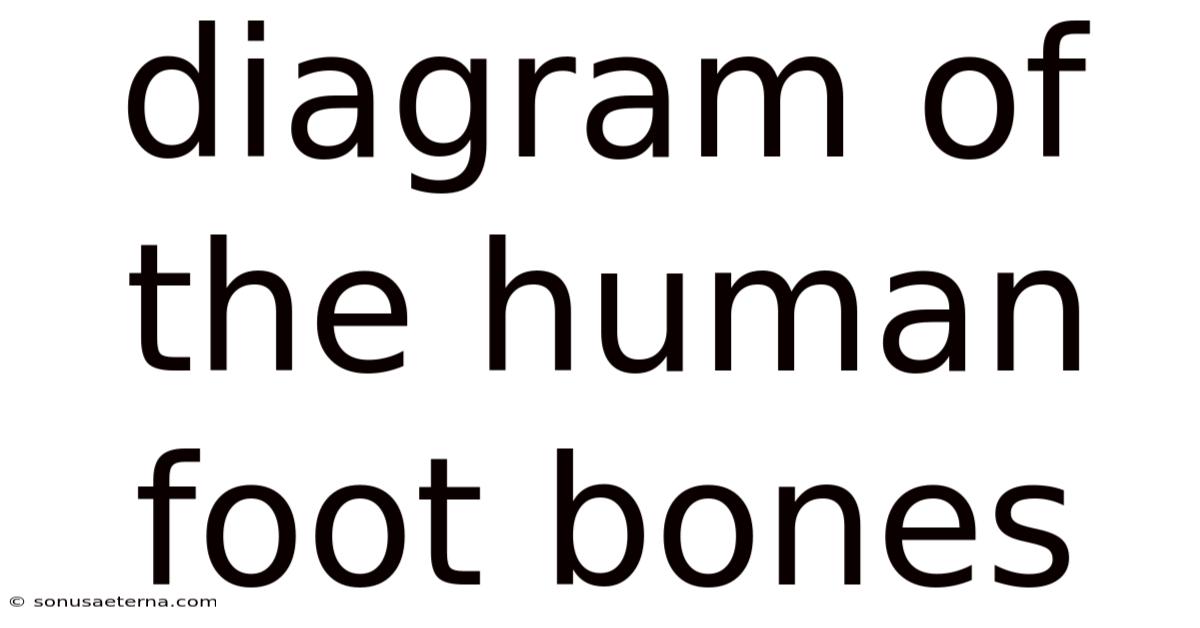 Diagram Of The Human Foot Bones