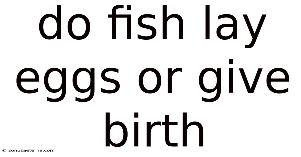 Do Fish Lay Eggs Or Give Birth