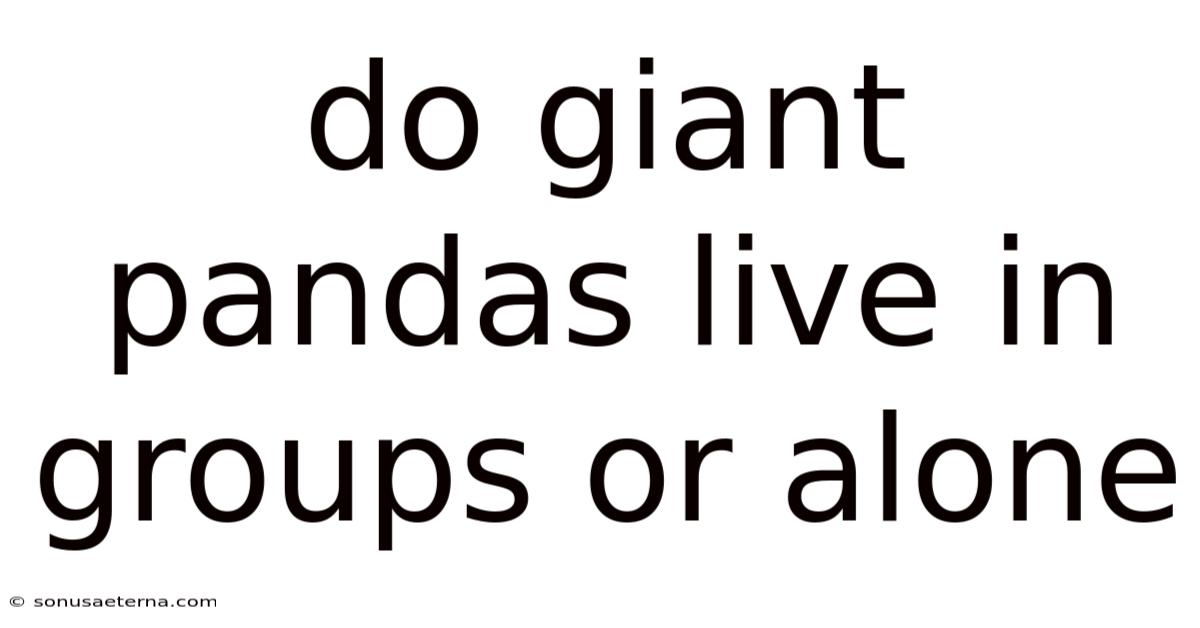 Do Giant Pandas Live In Groups Or Alone