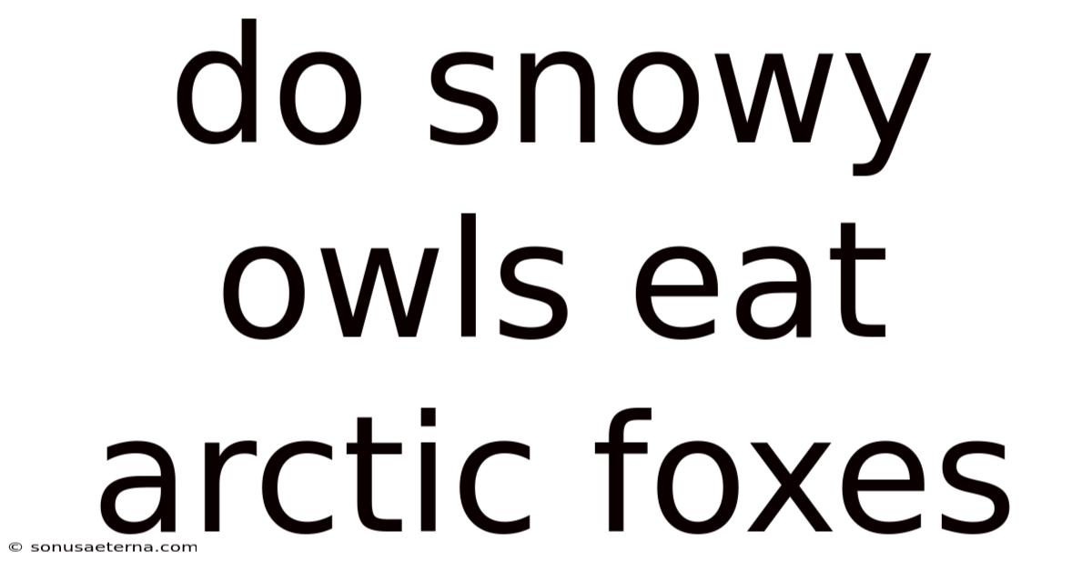 Do Snowy Owls Eat Arctic Foxes