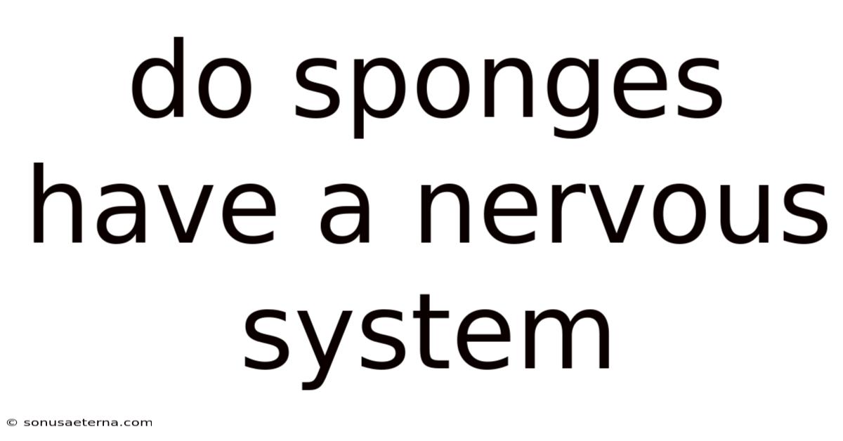 Do Sponges Have A Nervous System