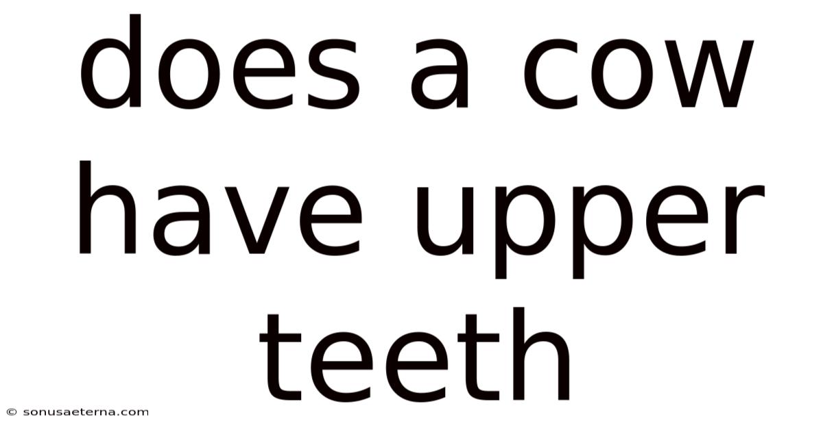 Does A Cow Have Upper Teeth