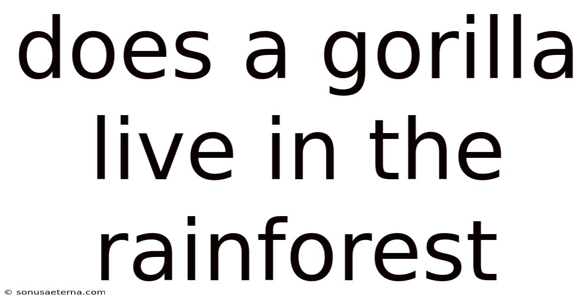 Does A Gorilla Live In The Rainforest