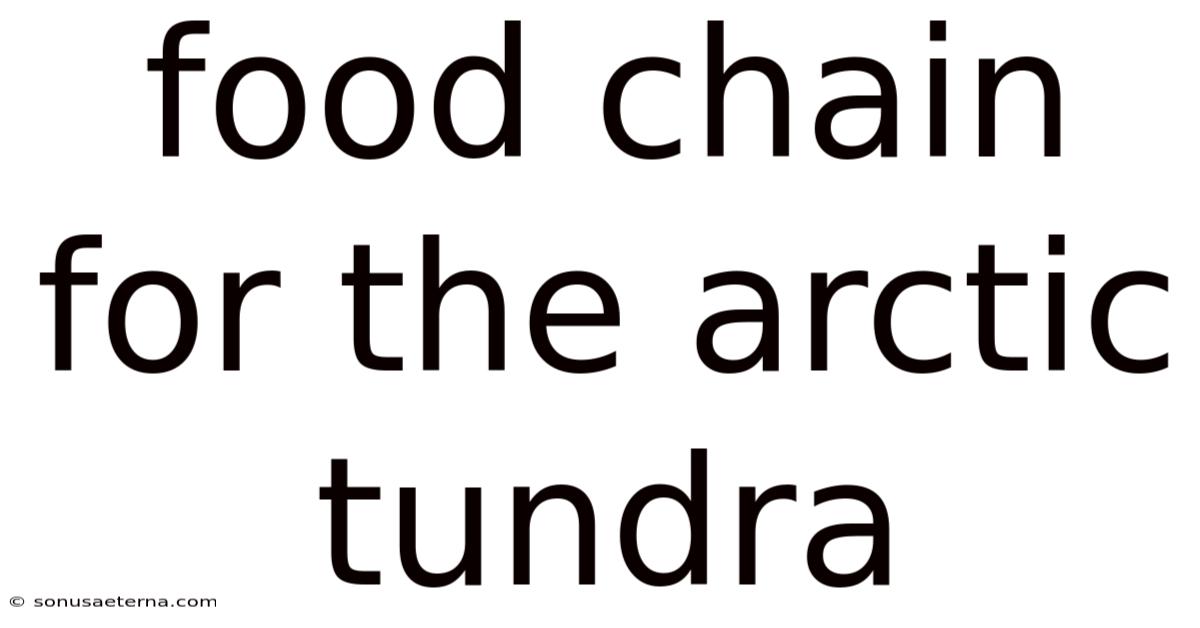 Food Chain For The Arctic Tundra