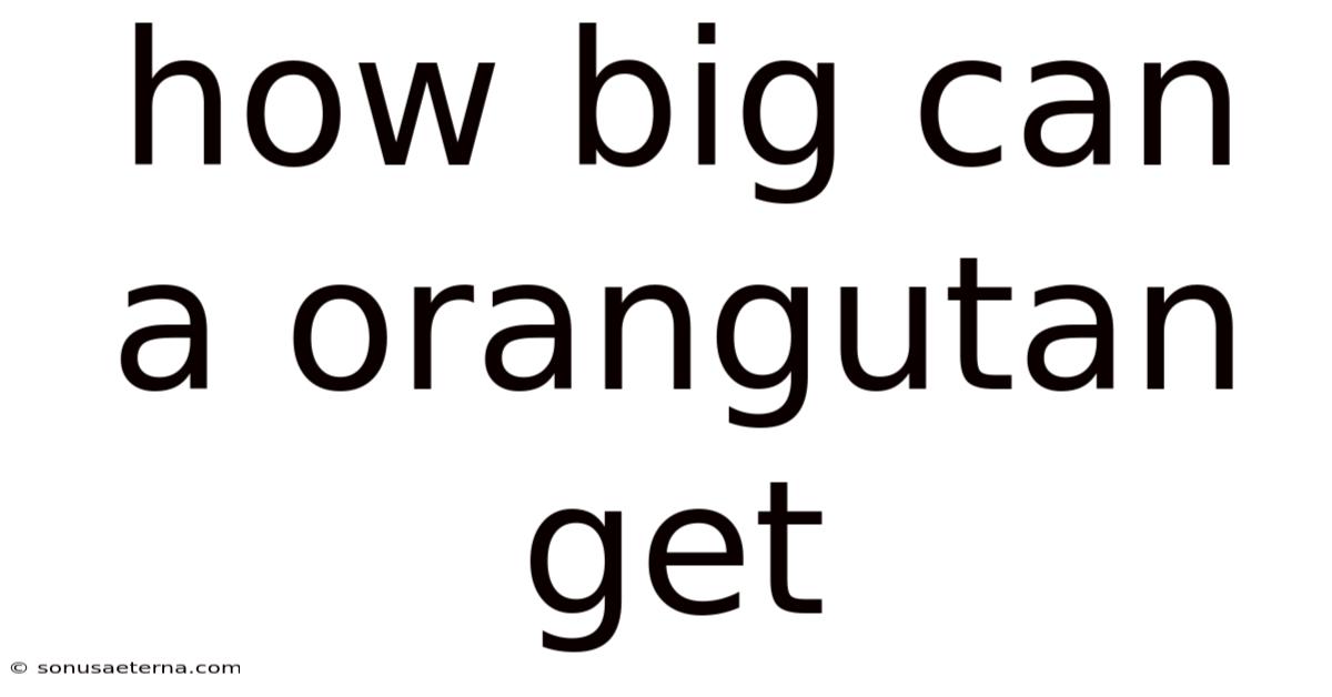 How Big Can A Orangutan Get