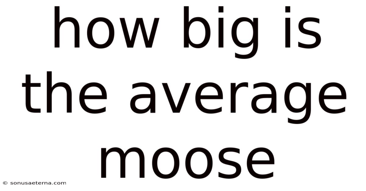 How Big Is The Average Moose