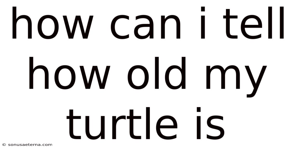 How Can I Tell How Old My Turtle Is