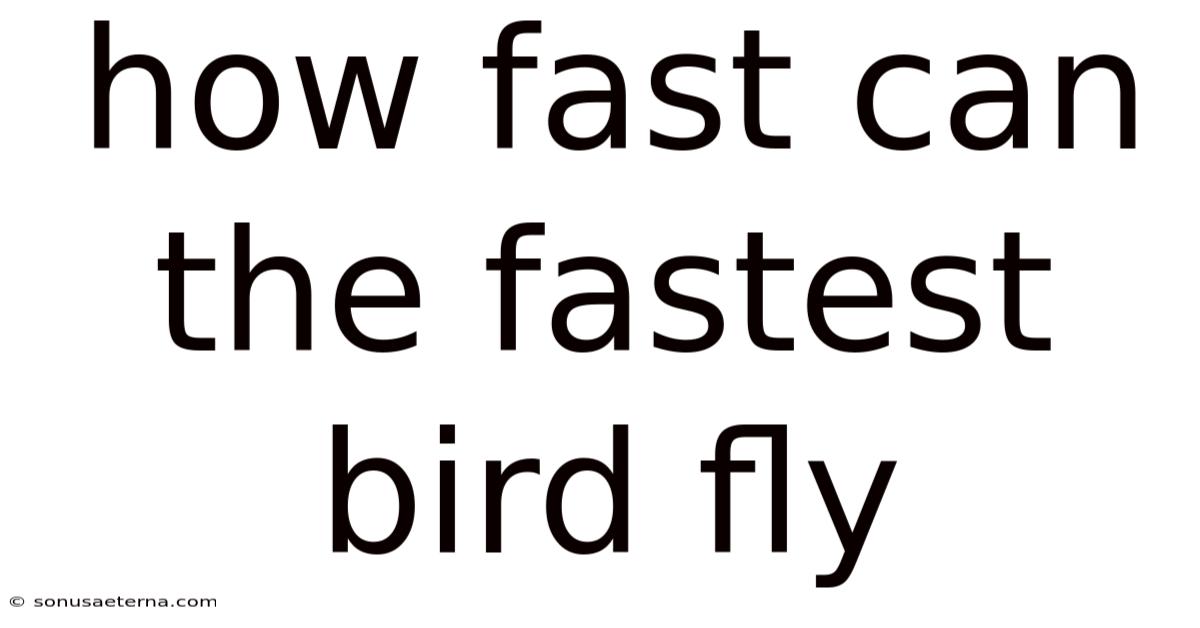 How Fast Can The Fastest Bird Fly