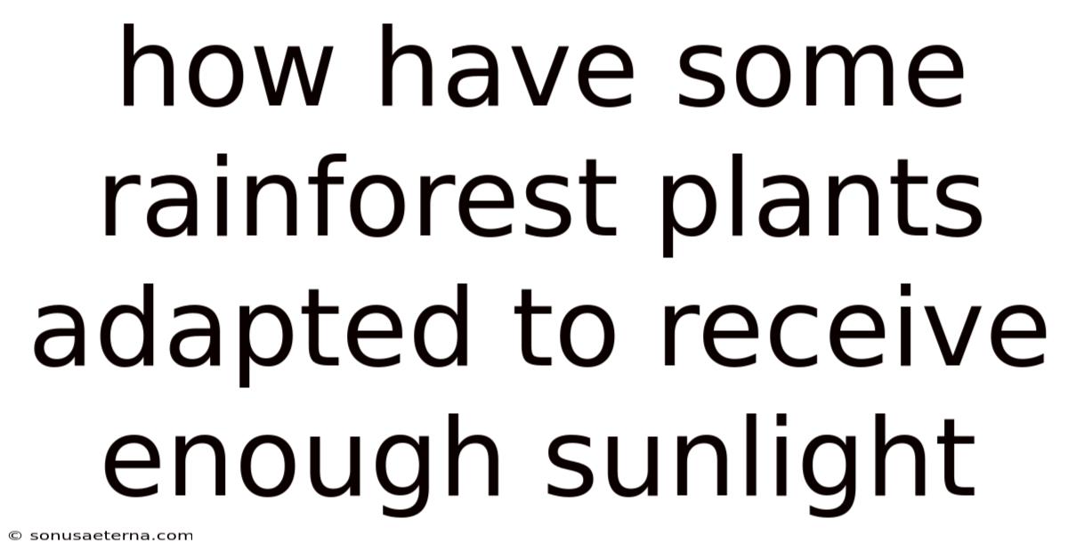 How Have Some Rainforest Plants Adapted To Receive Enough Sunlight