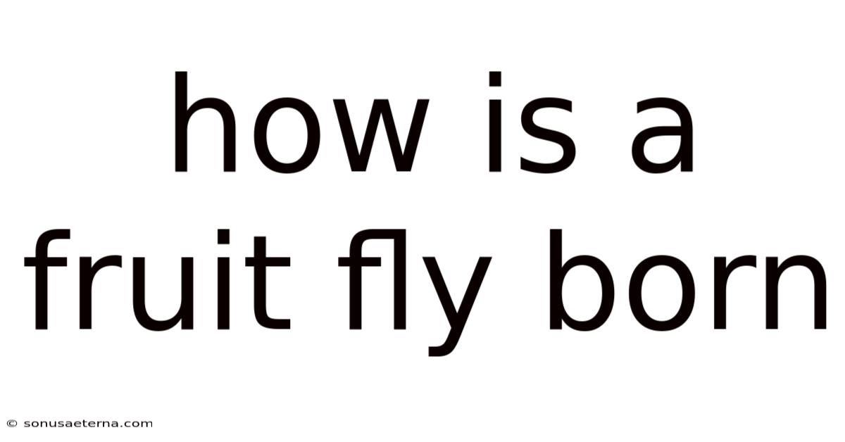 How Is A Fruit Fly Born