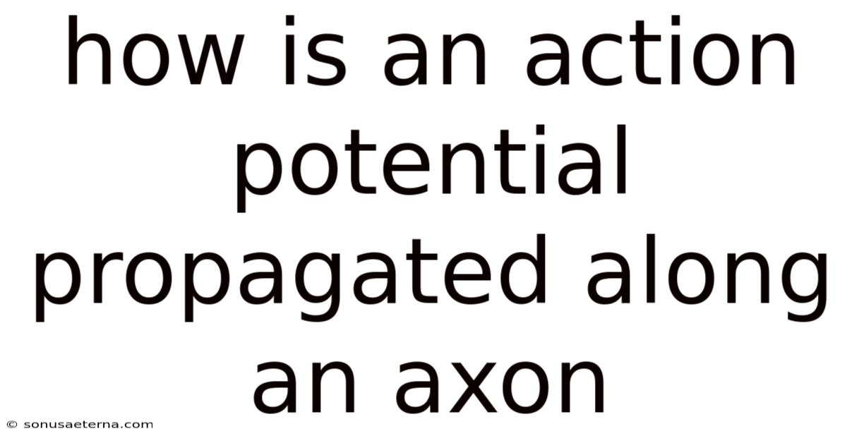 How Is An Action Potential Propagated Along An Axon