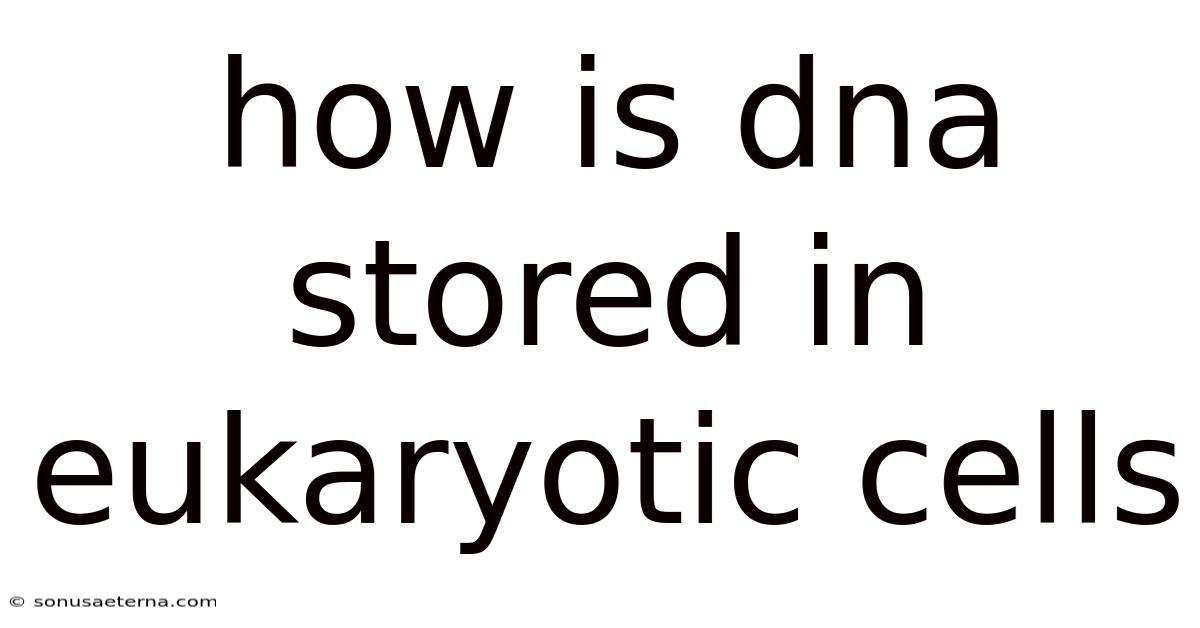 How Is Dna Stored In Eukaryotic Cells