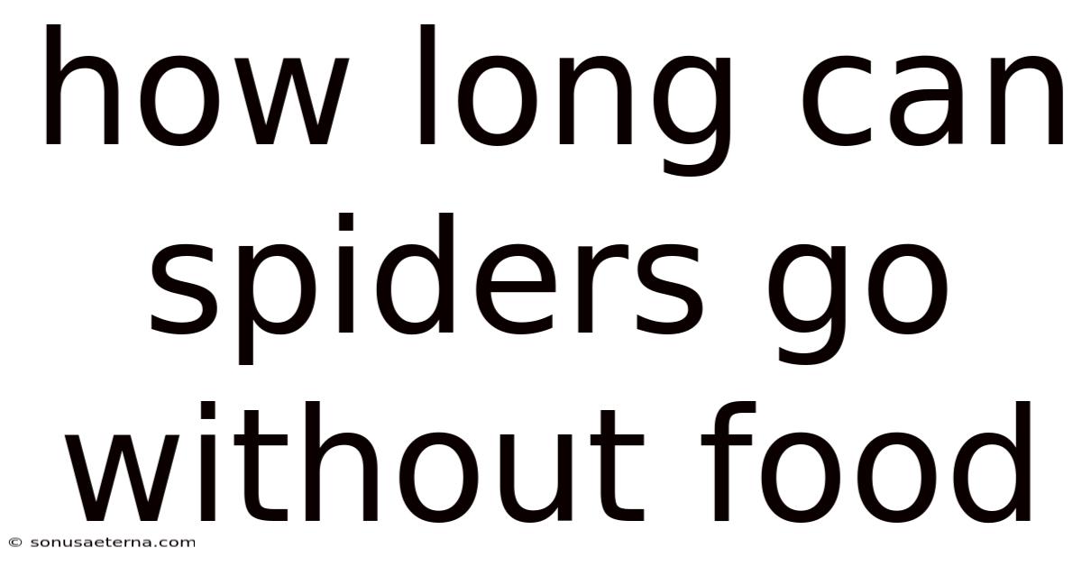 How Long Can Spiders Go Without Food