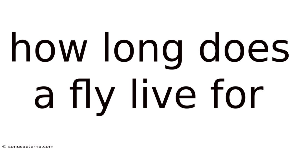 How Long Does A Fly Live For