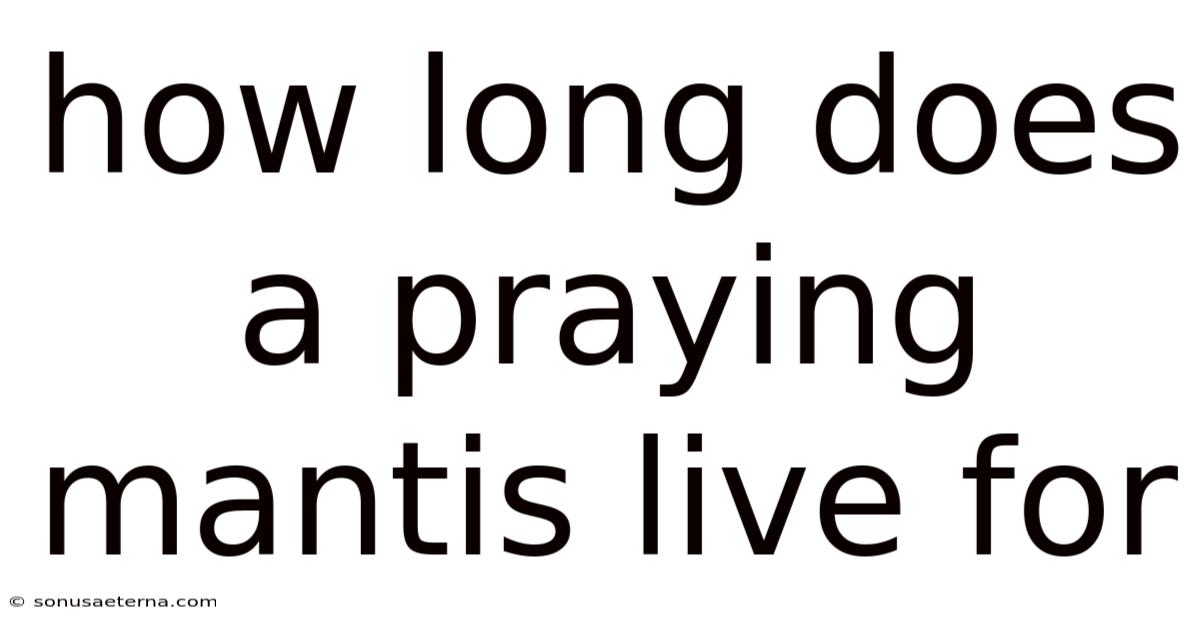How Long Does A Praying Mantis Live For