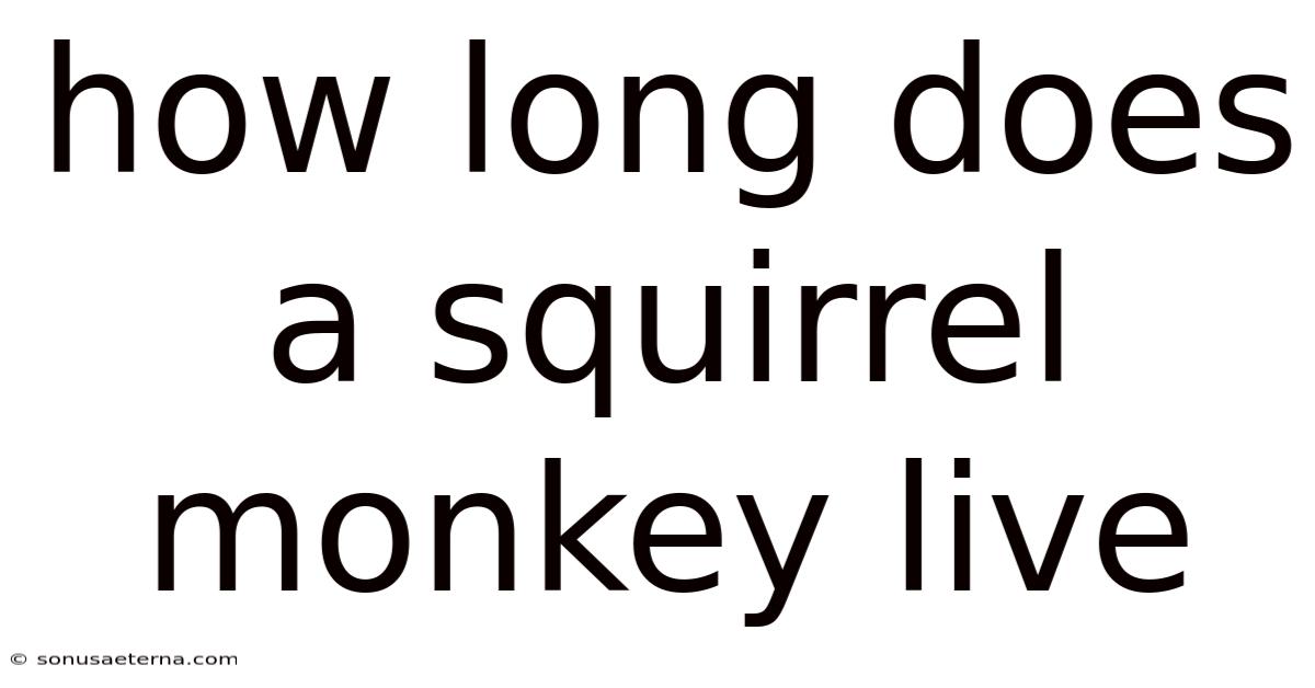 How Long Does A Squirrel Monkey Live
