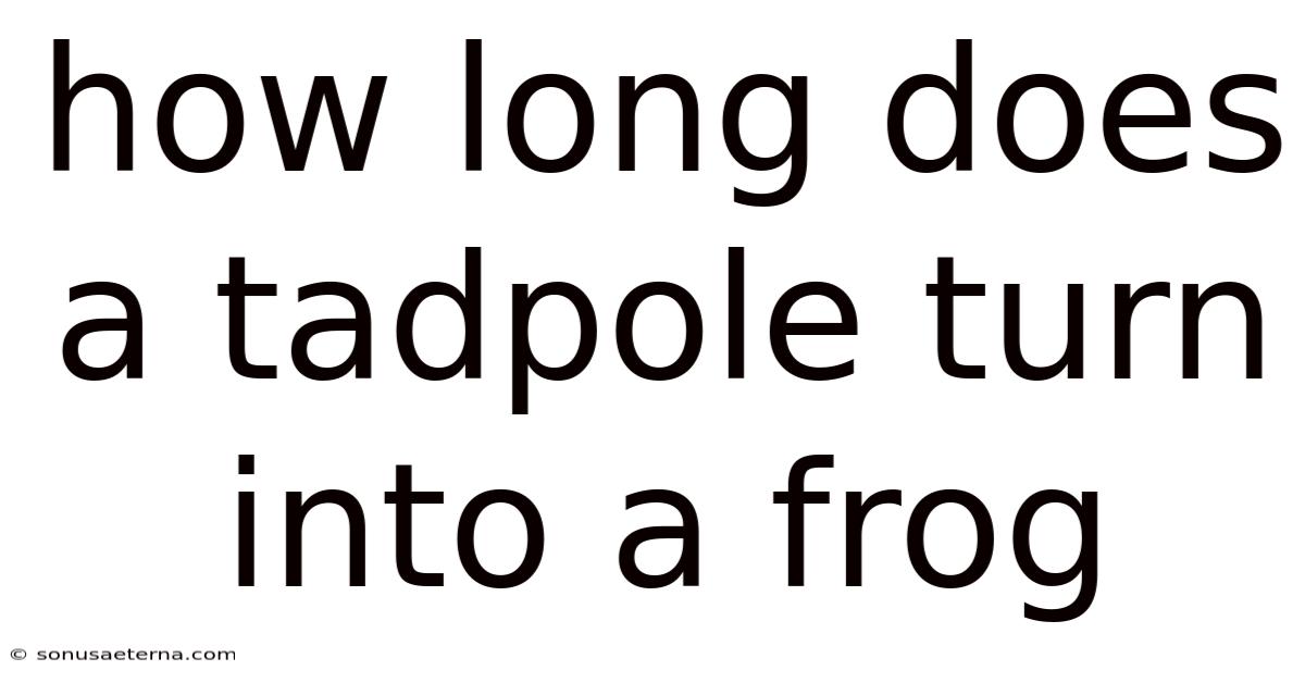 How Long Does A Tadpole Turn Into A Frog