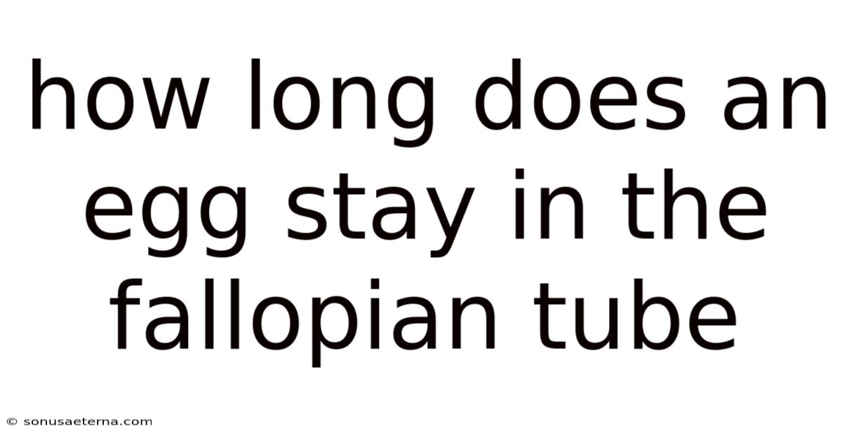 How Long Does An Egg Stay In The Fallopian Tube