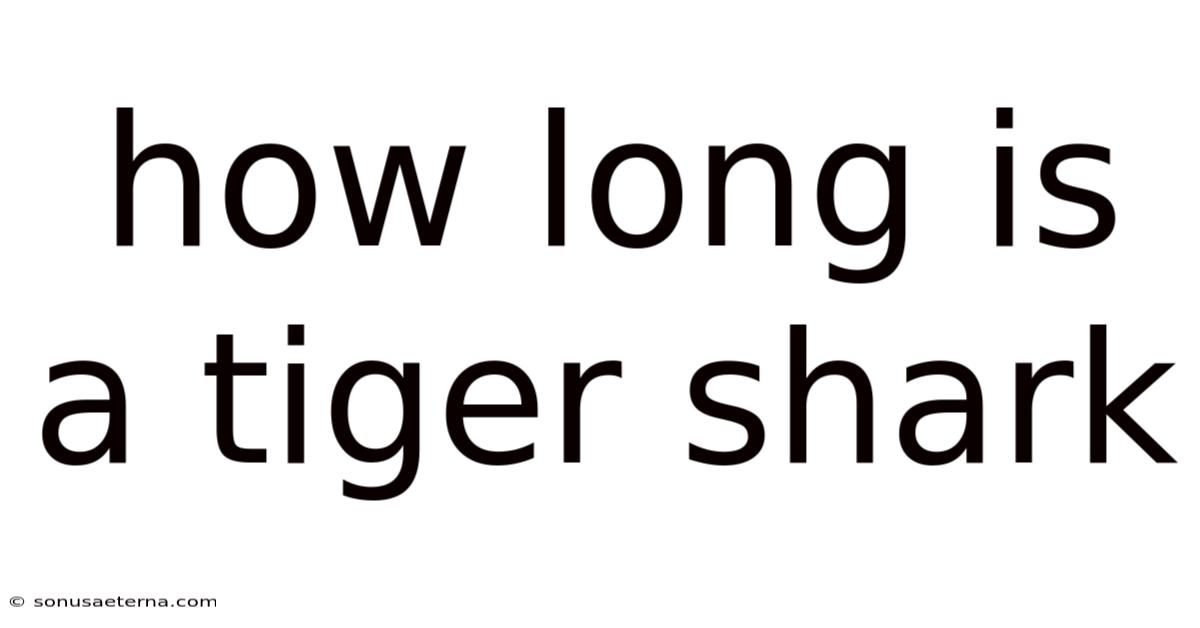 How Long Is A Tiger Shark