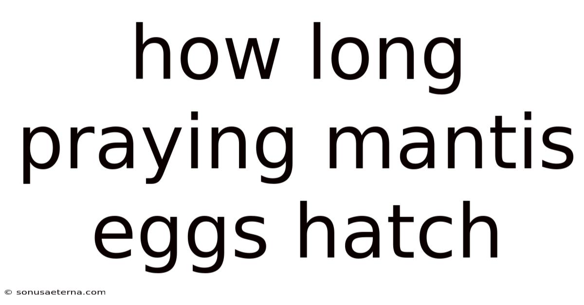 How Long Praying Mantis Eggs Hatch