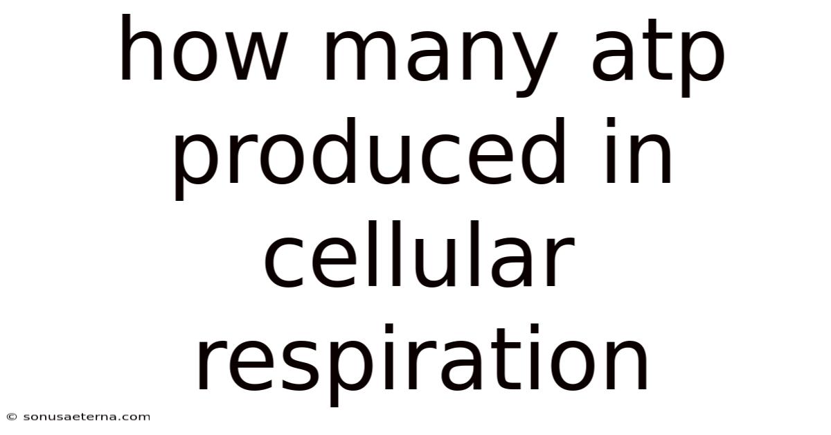 How Many Atp Produced In Cellular Respiration