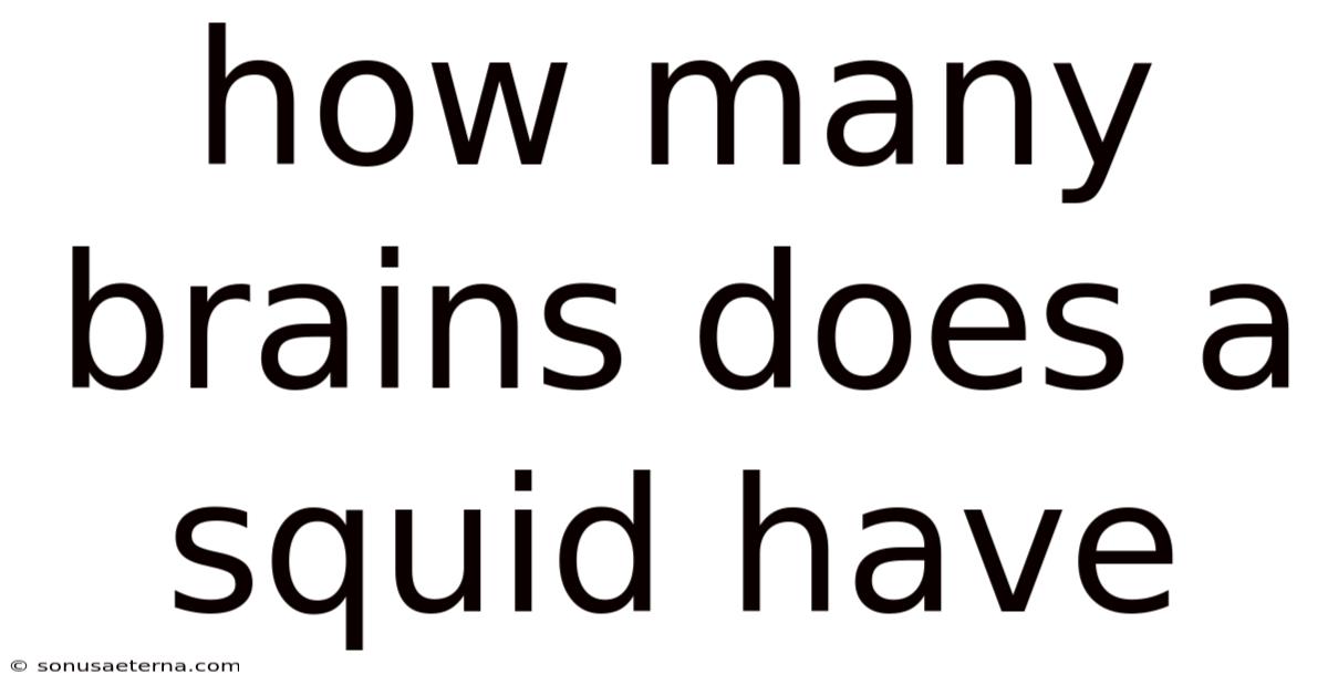How Many Brains Does A Squid Have