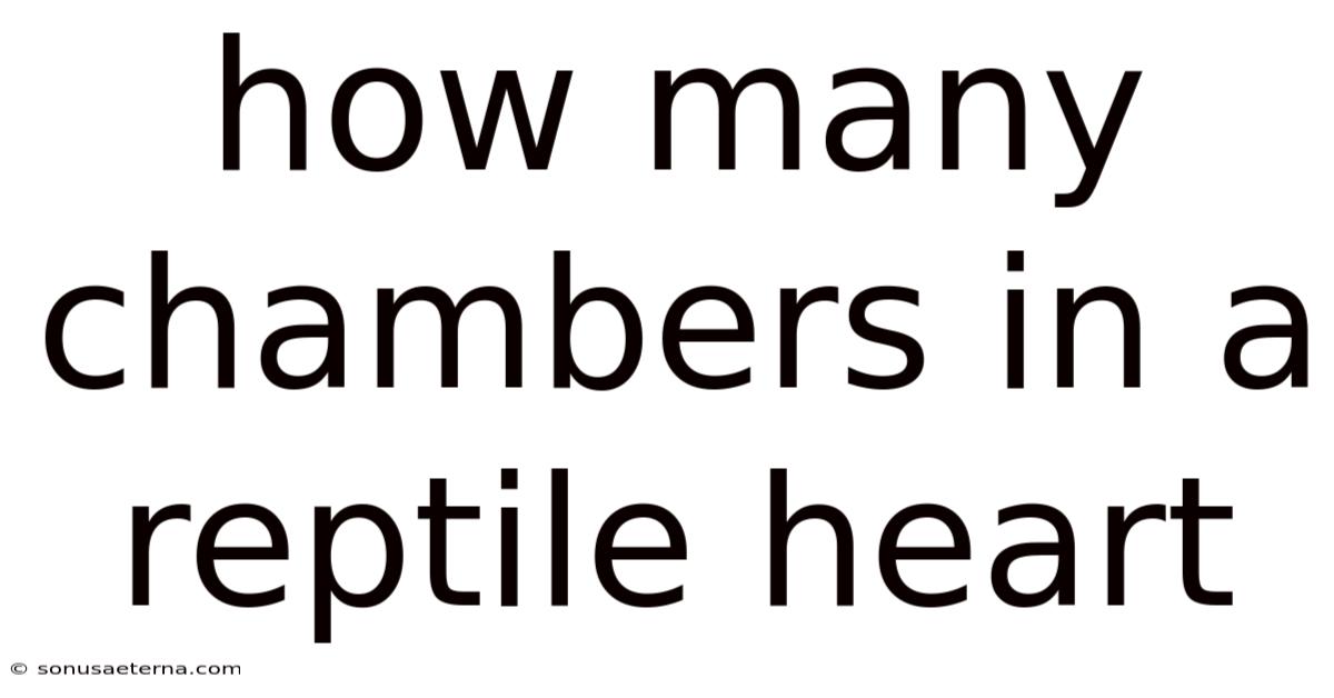 How Many Chambers In A Reptile Heart