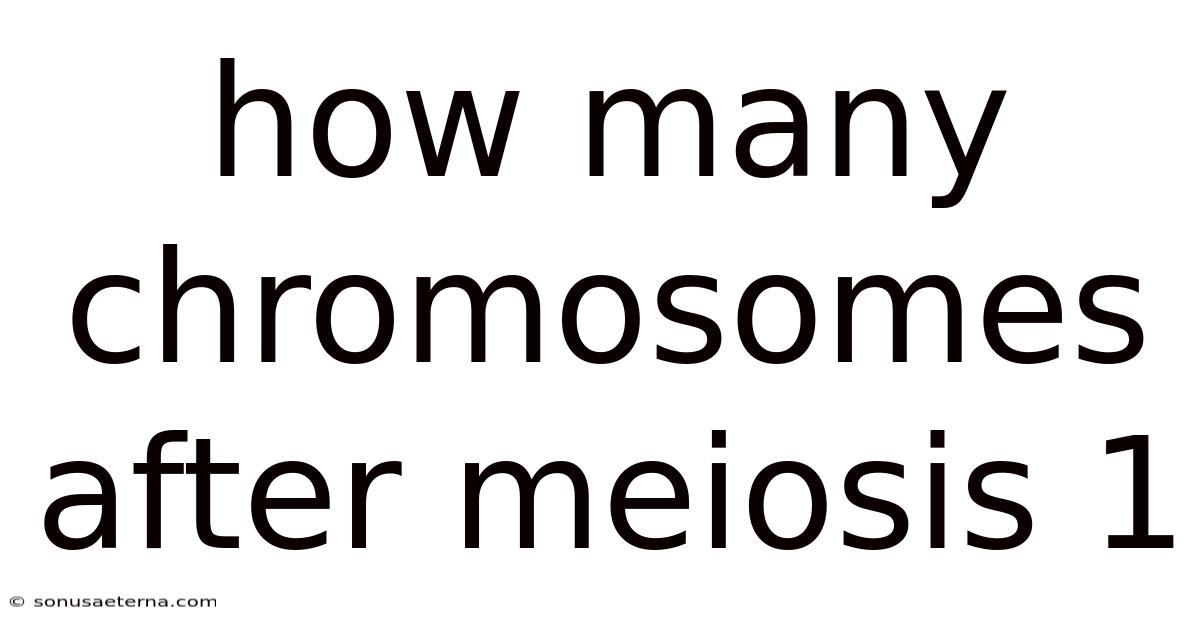 How Many Chromosomes After Meiosis 1