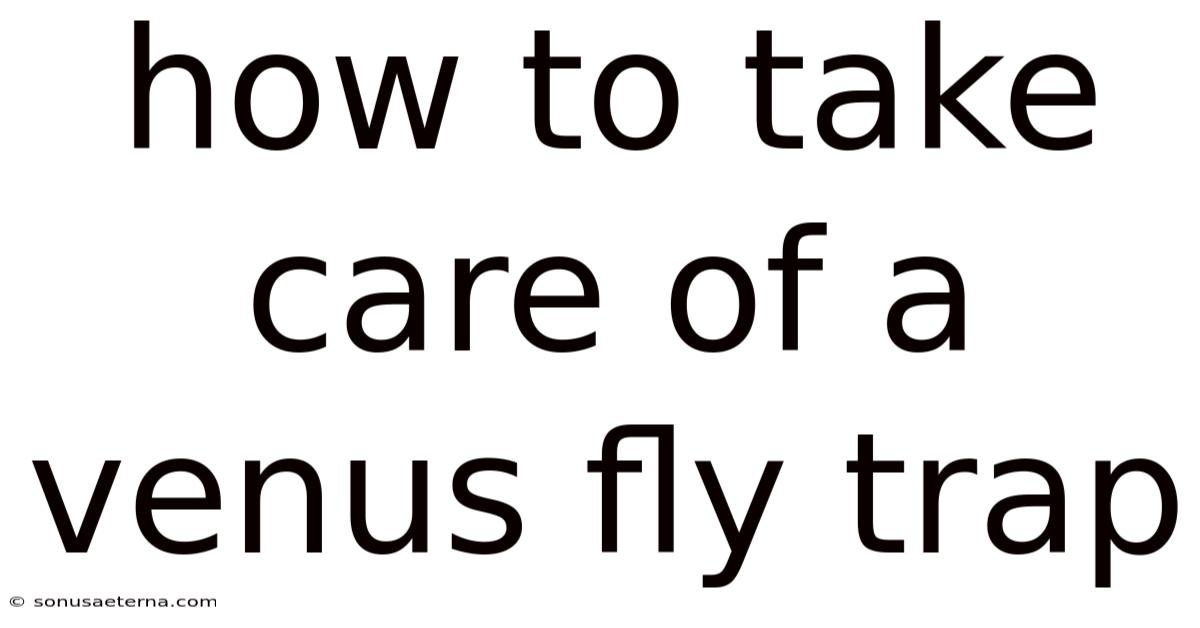 How To Take Care Of A Venus Fly Trap